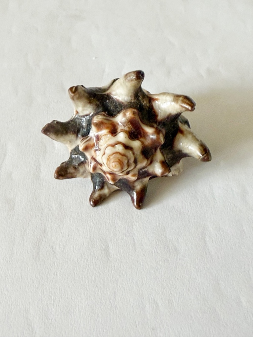 Hand Crafted Brown and Cream Star Shell Statement Ring